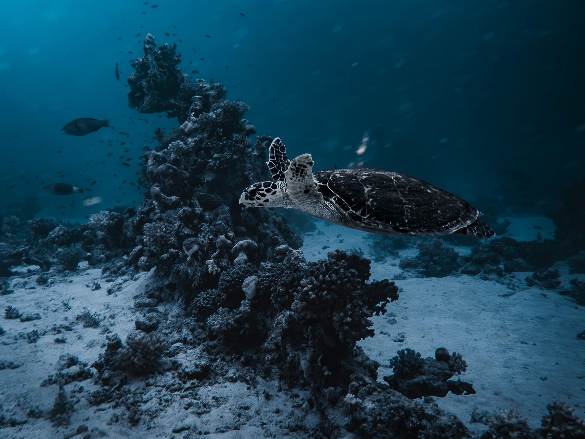 Orange Bay & Giftun Island Snorkeling Trip from Hurghada