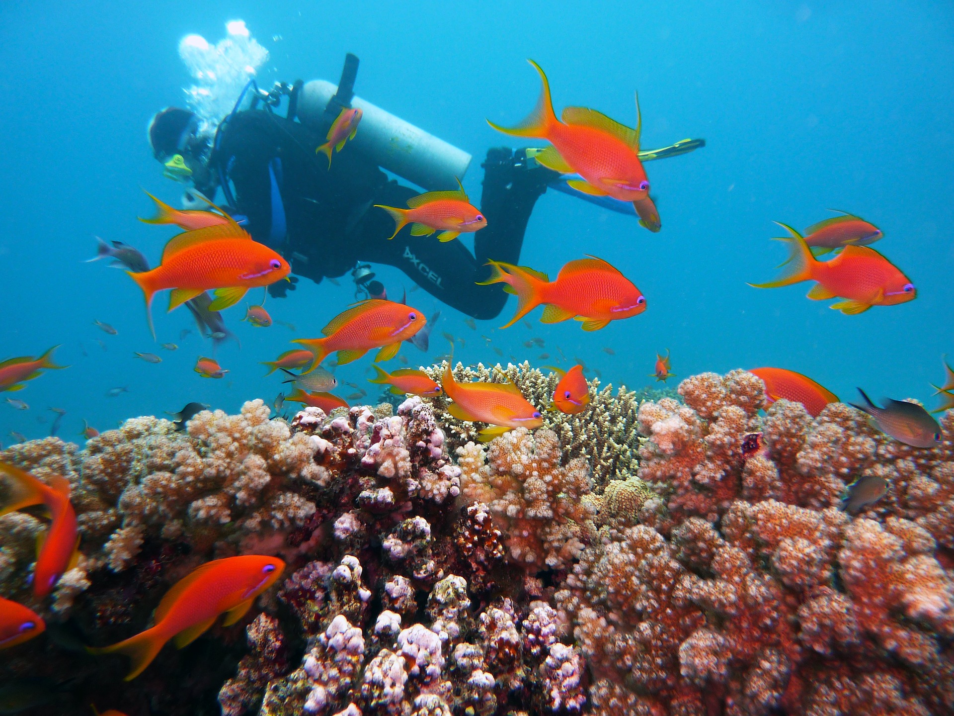 The Hidden World Beneath the Red Sea: Coral Reefs and Marine Life